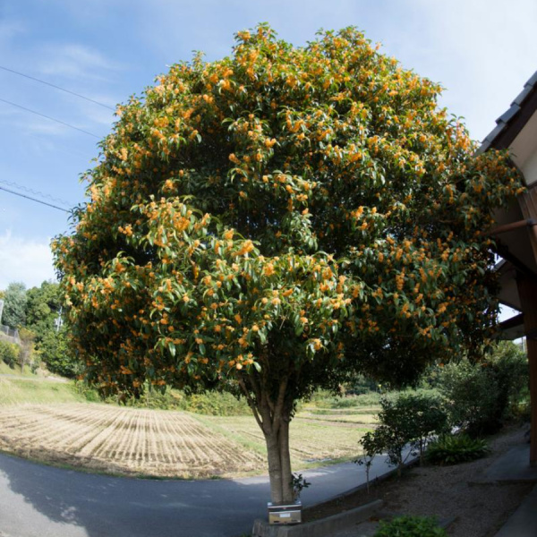 Османтус душистый (лат. Osmanthus fragrans), семена