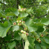 Боярышник крупноколючковый (лат. Crataegus macracantha), семена
