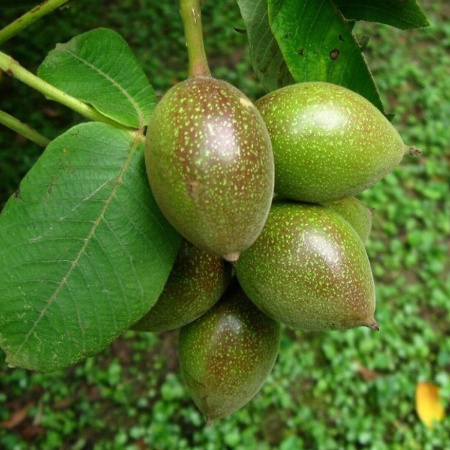 Орех Зибольда ф. сердцевидная (лат. Juglans sieboldiana Maxim), семена