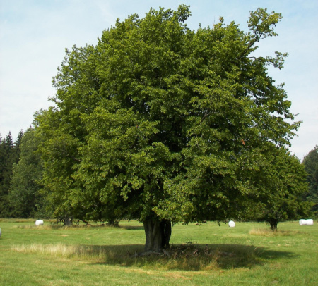 Граб остроплодный (лат. Carpinus oxycarpa), семена