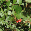 Кизильник войлочный (лат. Cotoneaster tomentosus), семена