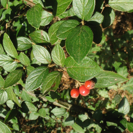 Кизильник войлочный (лат. Cotoneaster tomentosus), семена