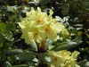 Рододендрон золотистый (лат. Rhododendron aureum), семена 0,02 грамма
