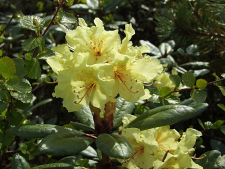Рододендрон золотистый (лат. Rhododendron aureum), семена 0,02 грамма