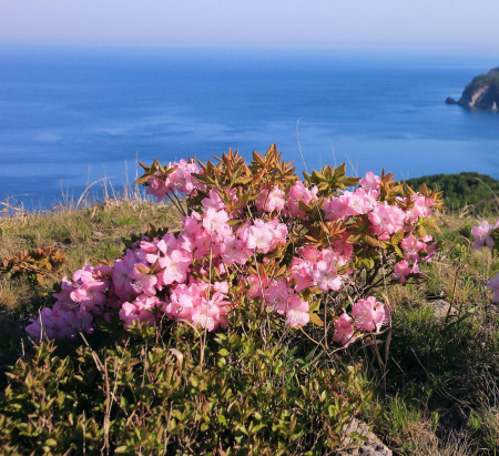 Рододендрон Шлиппенбаха ф.розовая (Rhododendron schlippenbachii f.rosea), семена 0,2 грамма 