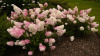 Гортензия метельчатая Ванилла Фрайз (лат. Hydrangea paniculata 'Vanille Fraise') С3, саженец