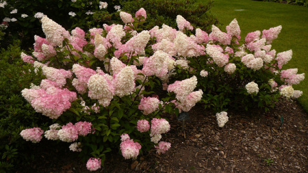 Гортензия метельчатая Ванилла Фрайз (лат. Hydrangea paniculata 'Vanille Fraise') С3, саженец