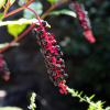 Лаконос американский, или Фитолакка (лат. Phytolacca americana), семена