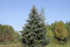 Ель сибирская (лат. Picea obovata), семена