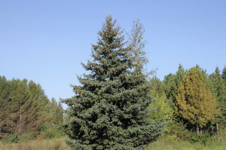 Ель сибирская (лат. Picea obovata), семена