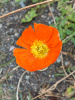 Мак голостебельный, или мак исландский микс (лат. Papaver nudicaule L.), 600 штук 