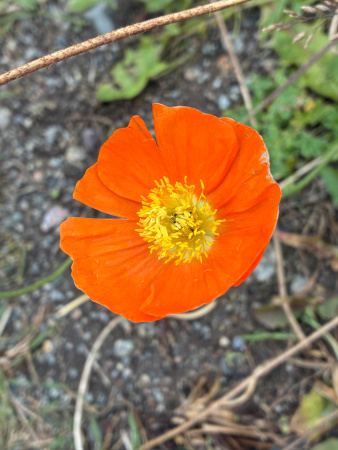 Мак голостебельный, или мак исландский микс (лат. Papaver nudicaule L.), 600 штук 