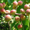 Абрикос Жердела дикий (лат. Prunus armeniaca L.)