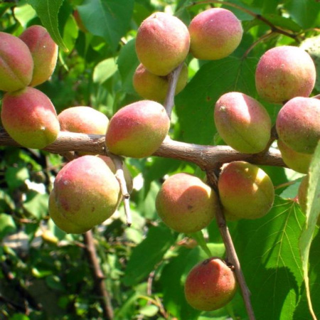 Абрикос Жердела дикий (лат. Prunus armeniaca L.)