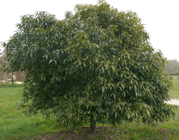 Дуб мирзинолистный (Quercus myrsinifolia) 10 шт, семена