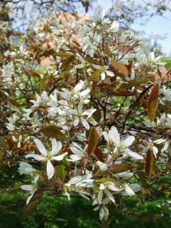 Ирга канадская (лат. Amelanchier canadensis), семена