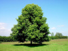 Липа амурская (лат. Tilia amurensis), семена