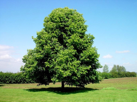 Липа амурская (лат. Tilia amurensis), семена