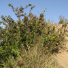 Кизильник черноплодный (лат. Cotoneaster melanocarpus), семена