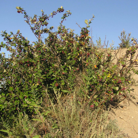 Кизильник черноплодный (лат. Cotoneaster melanocarpus), семена