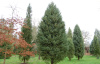 Кипарис аризонский (лат. Cupressus arizonica), семена