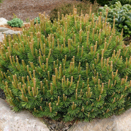 Сосна горная Пумилио (лат. Pinus mugo ‘Pumilio’), семена 0,2 грамма