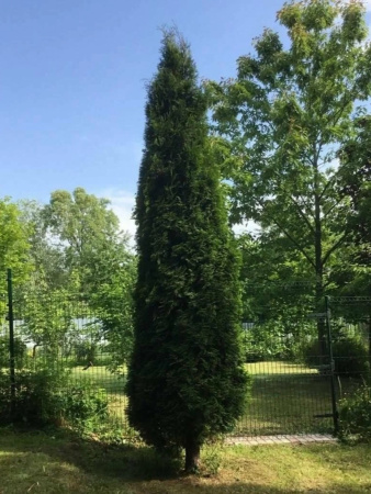 Туя западная Колумна (Thuja occidentalis 'Columna'), семена