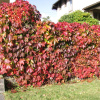Виноград девичий пятилисточковый (лат. Parthenocissus quinquefolia), семена