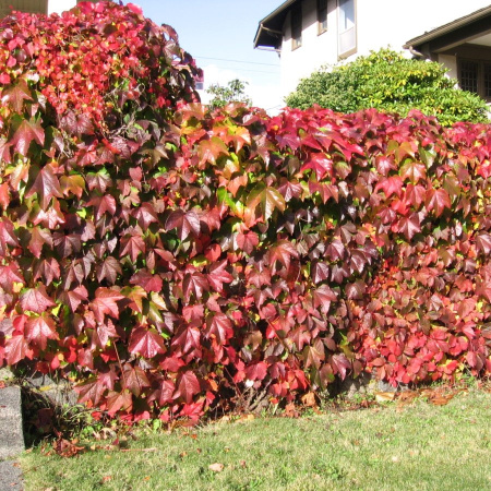 Виноград девичий пятилисточковый (лат. Parthenocissus quinquefolia), семена