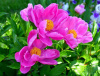 Пион уклоняющийся, или необычайный, или Марьин корень (лат. Paeonia anomala), семена