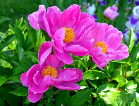 Пион уклоняющийся, или необычайный, или Марьин корень (лат. Paeonia anomala), семена