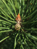 Сосна обыкновенная (лат. Pinus sylvestris), саженец, 1 шт