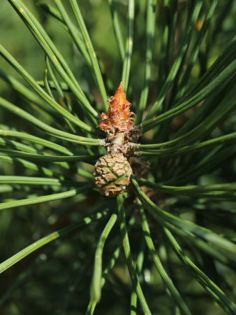 Сосна обыкновенная (лат. Pinus sylvestris), саженец, 1 шт