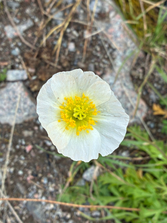 Мак голостебельный, или мак исландский микс (лат. Papaver nudicaule L.), 600 штук 