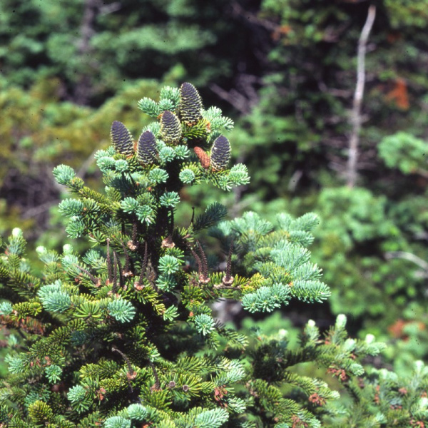 Пихта бальзамическая (лат. Abies balsamea), семена 0,2 грамма