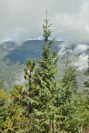 Ель Энгельмана (лат. Picea engelmannii), семена