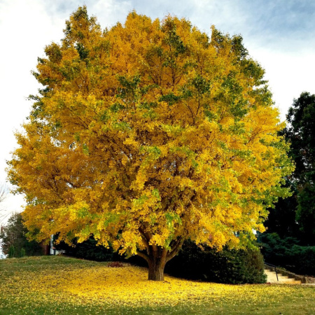 Гинкго Билоба (лат. Ginkgo Biloba), семена