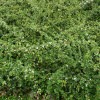 Кизильник Даммера (лат. Cotoneaster dammeri), семена