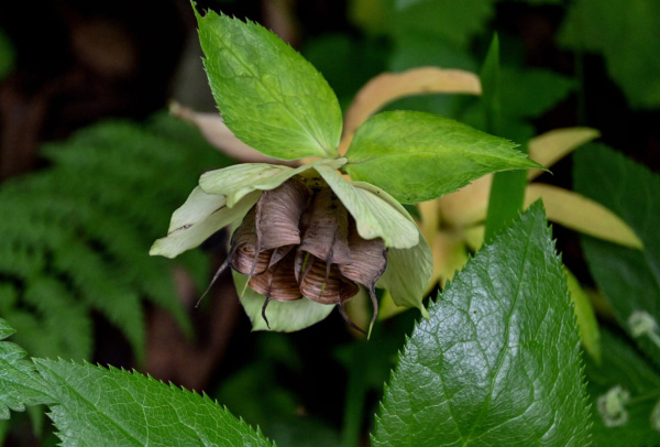 Морозник кавказский (лат. Helleborus caucasicus), семена