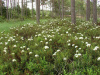 Рододендрон войлочный, или болотный (лат. Rhododendron tomentosum), семена 0,05 грамм
