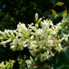 Бирючина туполистная (лат. Ligustrum obtusifolium), семена