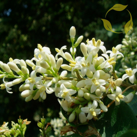 Бирючина туполистная (лат. Ligustrum obtusifolium), семена