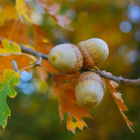 Дуб красный (лат. Quercus rubra) 10 шт, семена 