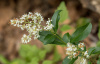Бирючина блестящая (лат. Ligustrum lucidum), семена