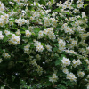 Чубушник венечный, или Жасмин садовый (лат. Philadelphus coronarius), семена