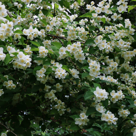 Чубушник венечный, или Жасмин садовый (лат. Philadelphus coronarius), семена