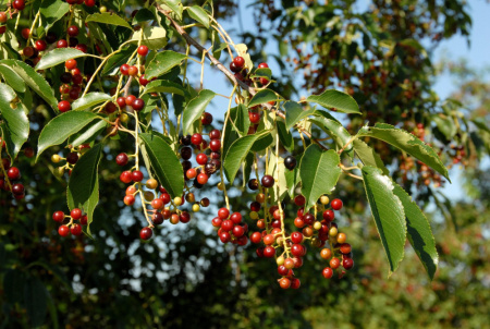 Черемуха поздняя (лат. Prunus serotina), семена