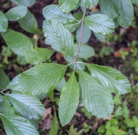 Рябина круглолистная (лат. Sorbus aria), семена