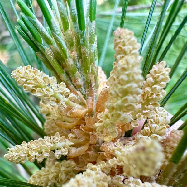 Сосна веймутова, или белая восточная (лат. Pinus strobus), семена