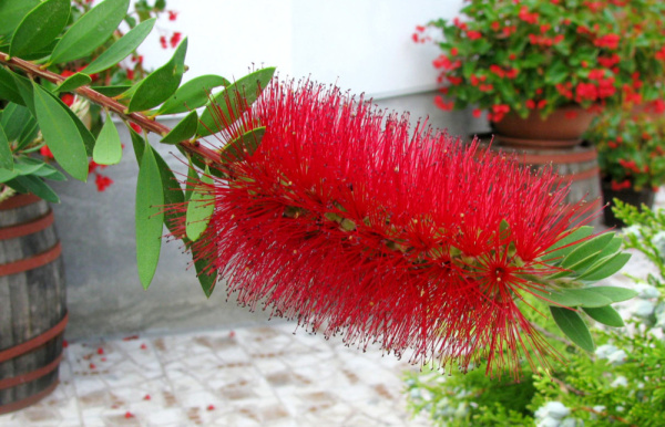 Каллистемон лимонный (лат. Callistemon сitrinus), семена 0,2 грамма
